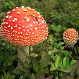 SG-Santa-Claus-square